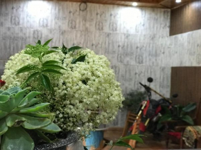 Sapa chaotic homestay